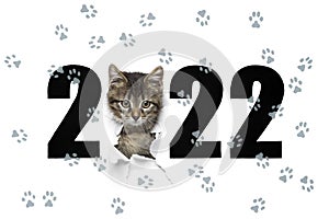2022 year concept with cat