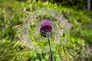 2023 06 10 TorridelBenaco Allium sphaerocephalon 1