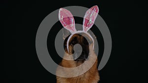 2023 rabbit year. Happy New Year concept. Serious German Shepherd sits on dark studio background and wears pink rabbit