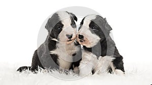 21 day old crossbreed puppies sitting together on white fur