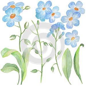 2167 forget-me-nots, set of watercolor drawings, flowers and leaves of forget-me-nots