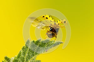 A 22-spot ladybird