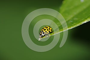 22-spot ladybird, psyllobora vigintiduopunctata