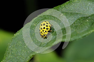 22-spot ladybird, psyllobora vigintiduopunctata