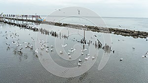 24 December 2023 in Bangkok, Thailan dImage of a large flock of seagulls returning to their nests