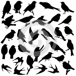 2496 birds, silhouettes of birds in black color, vector illustration, isolate on a white background