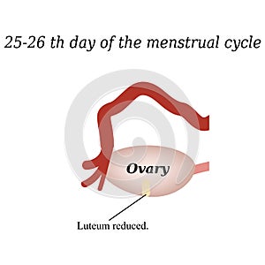 25-26 days of the menstrual cycle - reducing the