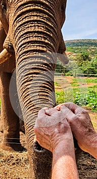 25 African Elephant close encounter sanctuary man feeding