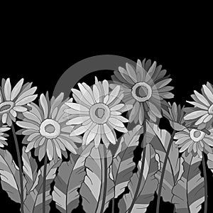 2535 background, seamless background, border with chamomile flowers, gerberas, vector illustrations in monochrome gray