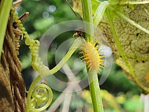 26 Spot Ladybird Larvae