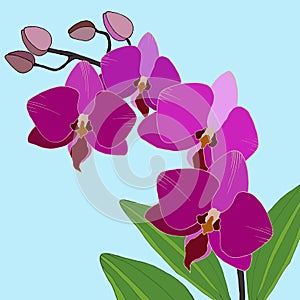 263 orchid, vector illustration, isolate on a blue background