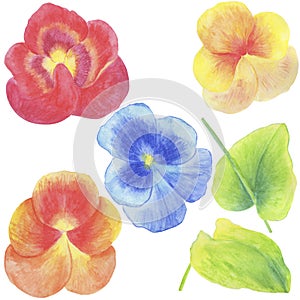 2664 viola, Watercolor illustration, set of flowers and leaves of viola, isolate on a white background, elements for decoration of