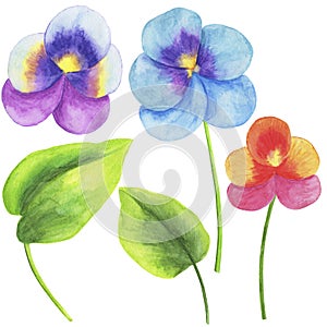 2665 viola, Watercolor illustration, set of flowers and leaves of viola, isolate on a white background, elements for decoration of