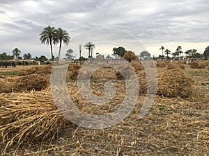 27 april 2024 wheat man cutting in punjab pakistan