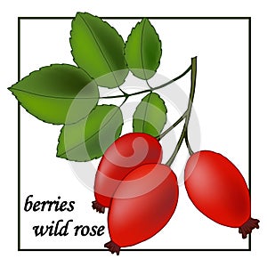 281 berries, vector illustration, isolate on a white background