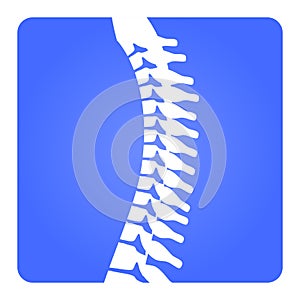 2D Vector Spinal column Musculoskeletal Image with Rounded Rectangle on White Background