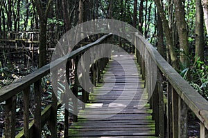 2km walkway / bridge at Lekki Conservation Centre Lagos Nigeris