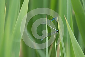 2spearhead bluet Coenagrion hastulatum mating in the green reed