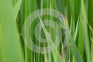 2spearhead bluet Coenagrion hastulatum mating in the green reed