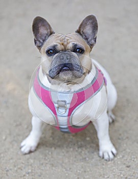 3.5-Year-Old Tan and White Piebald Female Frenchie Sitting and Looking Up