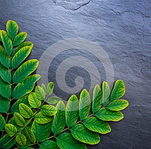 3 acacia twigs green-yellow,leaves,on corner of black square sheet of natural stone slate.Copy space.Textured surface