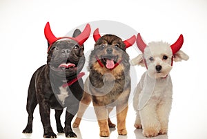 3 adorable puppies wearing devil costumes for halloween