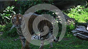 3 adult Tiger walking and Looking, lying in the nature habitat