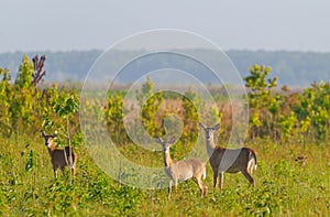 3 adult wild white tailed deer - Odocoileus virginianus clavium standing in an open meadow while looking at camera at Paynes prair