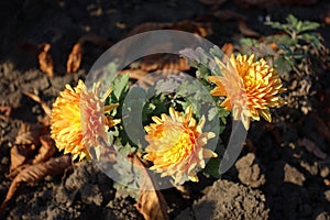 3 amber yellow flowers of Chrysanthemum in November