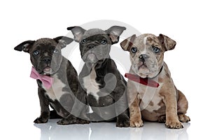 3 American bully dogs with pink and red bowties sitting