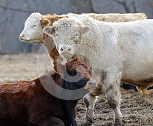 3 amigos beef cattle