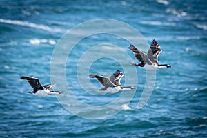 3 Antarctic Cormorants, (Phalacrocorax bransfieldensis) in flight over the blue sea of Antarctica