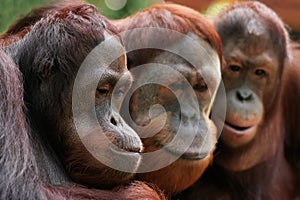 3 Apes onto something photo
