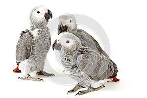3 baby parrots isolated on white