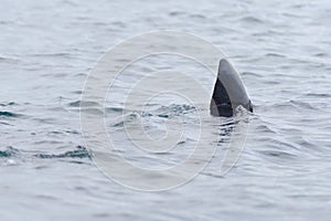3 - Basking shark dorsal fin swims away, poking above the sea water
