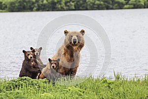 3 bears