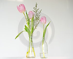 3 Beautiful pink tulips, white background