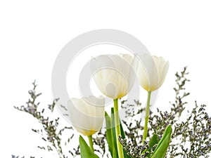 3 Beautiful white tulips, white background