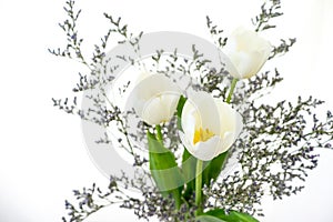 3 Beautiful white tulips, white background