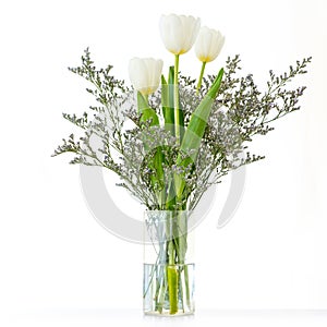 3 Beautiful white tulips, white background