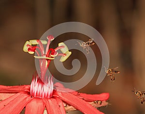 3 Bees and a Red Flower