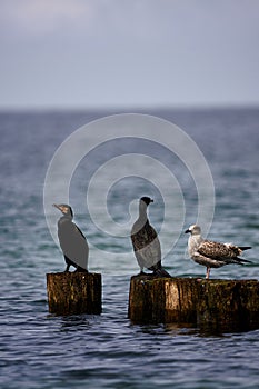 3 Birds sitting on breakwater