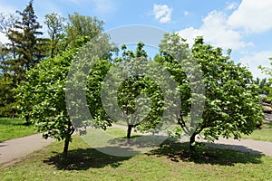 3 blossoming trees of Sorbus aria in May