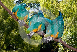 3 Blue-and-yellow Macaw (Ara ararauna) photo