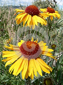 3 Boulder Wildflowers