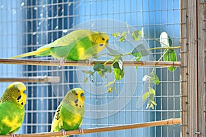 3 Budgies enjoying eucalyptus leaves