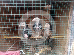 3 chick in cage
