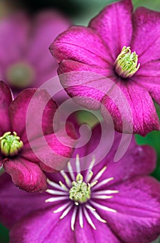 3 Clematis blossom closeup with different depth of focus