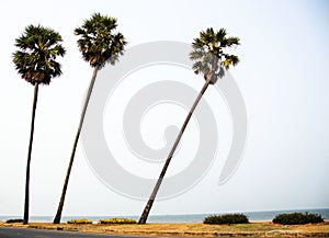 3 coconut trees on the sidewalk behind the sea