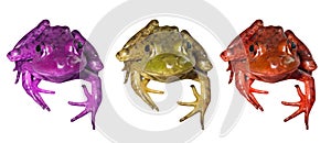 3 Colorful Frogs